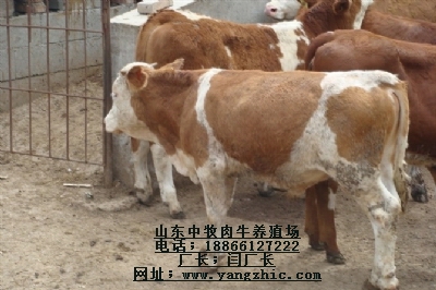 养牛 养牛场建设 肉牛犊 肉牛养殖选山东中牧肉牛良种科研中心