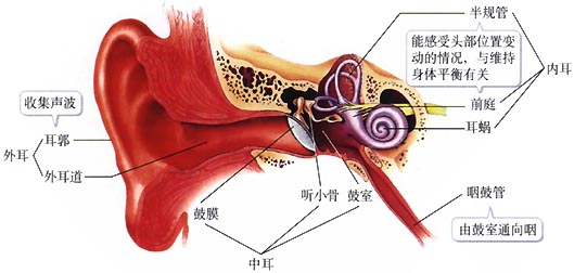 中耳炎zl网6种中医方法可以很好的zl中耳炎