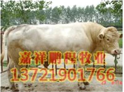 夏洛莱牛 夏洛莱牛价格 牛犊 肉牛 架子牛