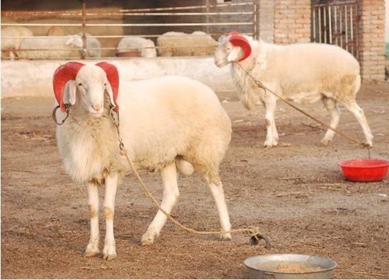 出售各种yz肉牛、肉羊、种牛、种羊，鲁西黄牛