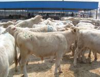 常年出售各种yz肉牛、肉羊、种牛、种羊，鲁西黄牛