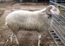 常年出售各种yz肉牛、肉羊、种牛、种羊，鲁西黄牛