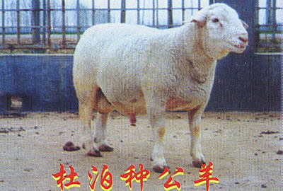低价供应纯种波尔山羊、小尾寒羊、怀胎母羊羊羔、育肥肉羊、夏洛莱羊、杜泊绵羊、无角陶塞羊