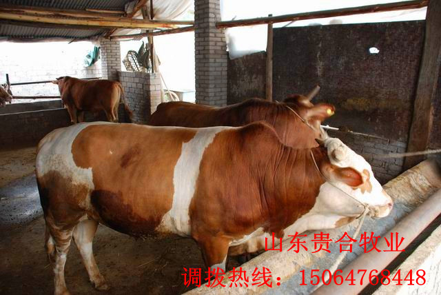 供应：肉牛 育肥牛 牛犊 西门塔尔 利木赞 夏洛莱 品种好 效益高