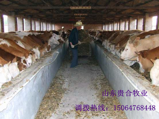 供应：肉牛 育肥牛 牛犊 西门塔尔 利木赞 夏洛莱 品种好 效益高