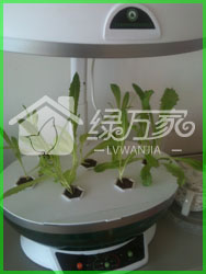 广州家庭智能化水培育菜机