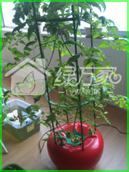 西红柿造型智能水培育菜机