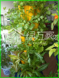 广州智能化水培育菜机