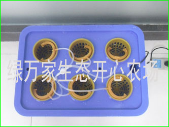 广州智能化水培育菜机