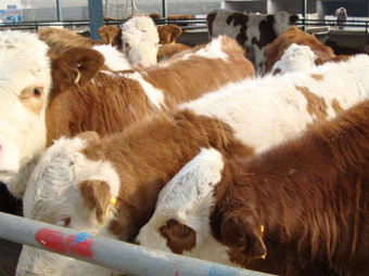 上海波尔山羊养殖效益分析 上海波尔山羊养殖场