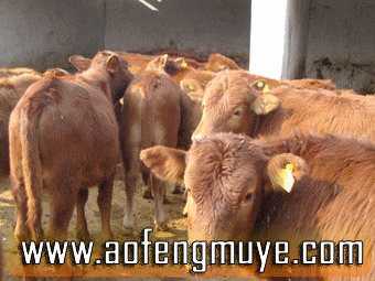 现代化的养牛场建设 肉牛品种改良技术