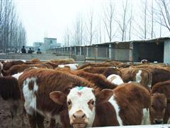供应种牛 种羊 肉牛价格 肉牛养殖场 养牛 养羊