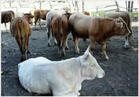 山东省济宁市畜牧开发区山东金诚养殖十万头牛羊调拨基地