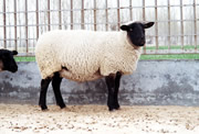 供应南非波尔山羊;亚洲黄羊 肉牛羊