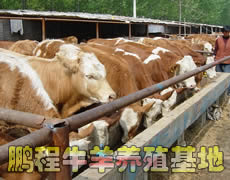 西门塔尔牛牛犊肉牛 种牛