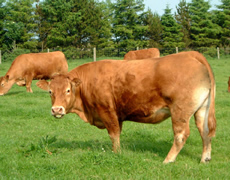 鲁西黄牛 架子牛 育肥牛 种母牛 