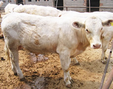 夏洛莱牛 山东种牛基地 育肥牛 肉牛 成年牛